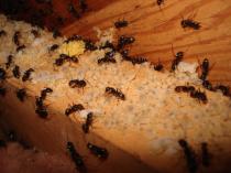Ant Pest Control Melbourne Melbourne Pest Control Services _small