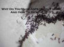 Ant Pest Control Melbourne Melbourne Pest Control Services 4 _small