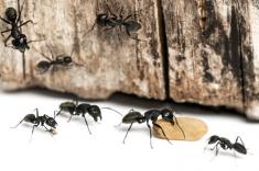 Ant Pest Control Melbourne Melbourne Pest Control Services 3 _small