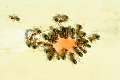 Ant Pest Control Melbourne Melbourne Pest Control Services 2 _small