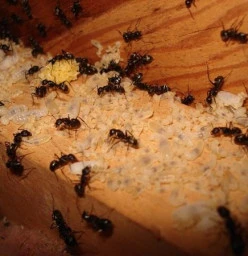 Ant Pest Control Melbourne Melbourne Pest Control Services